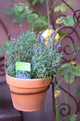 Topfhalter (ohne Topf) Edelrost Gartenstecker Rosenstab Landhaus Cottage & Vintage