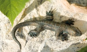 Bronzefigur Eidechse L10cm | Bronze Skulptur Rottenecker