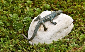 Bronzefigur Eidechse gebogen L17cm Bronze Gartenfigur Rottenecker